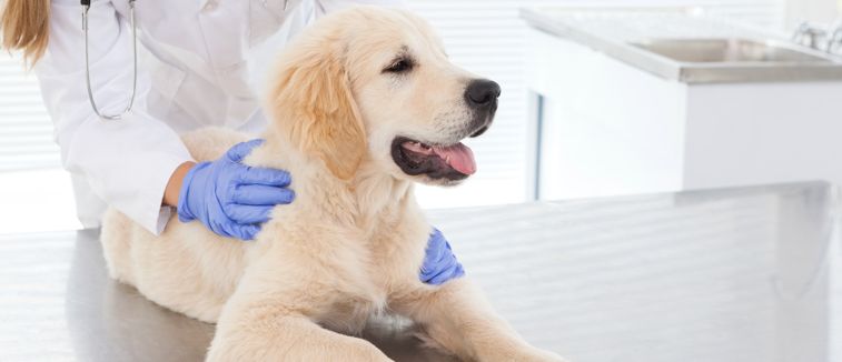 Benefits Of Hiring Emergency Vet Near Me