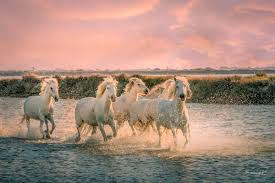 The Unique Camargue Herd: A Rare Breed of Horses from the South of France