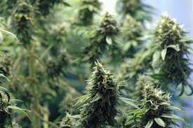 Get marijuana online right away!