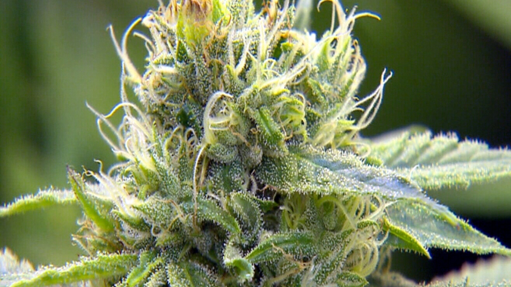 Acquire marijuana gummies on-line effortlessly