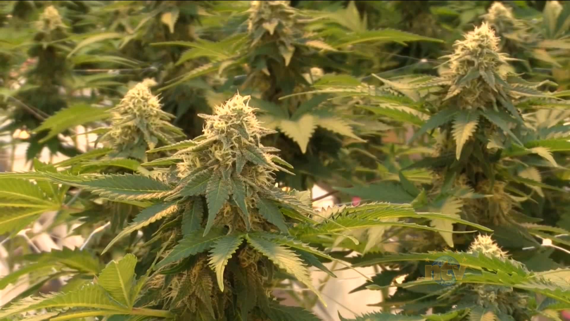 Should you intake medical marijuana if prescribed by your doctor