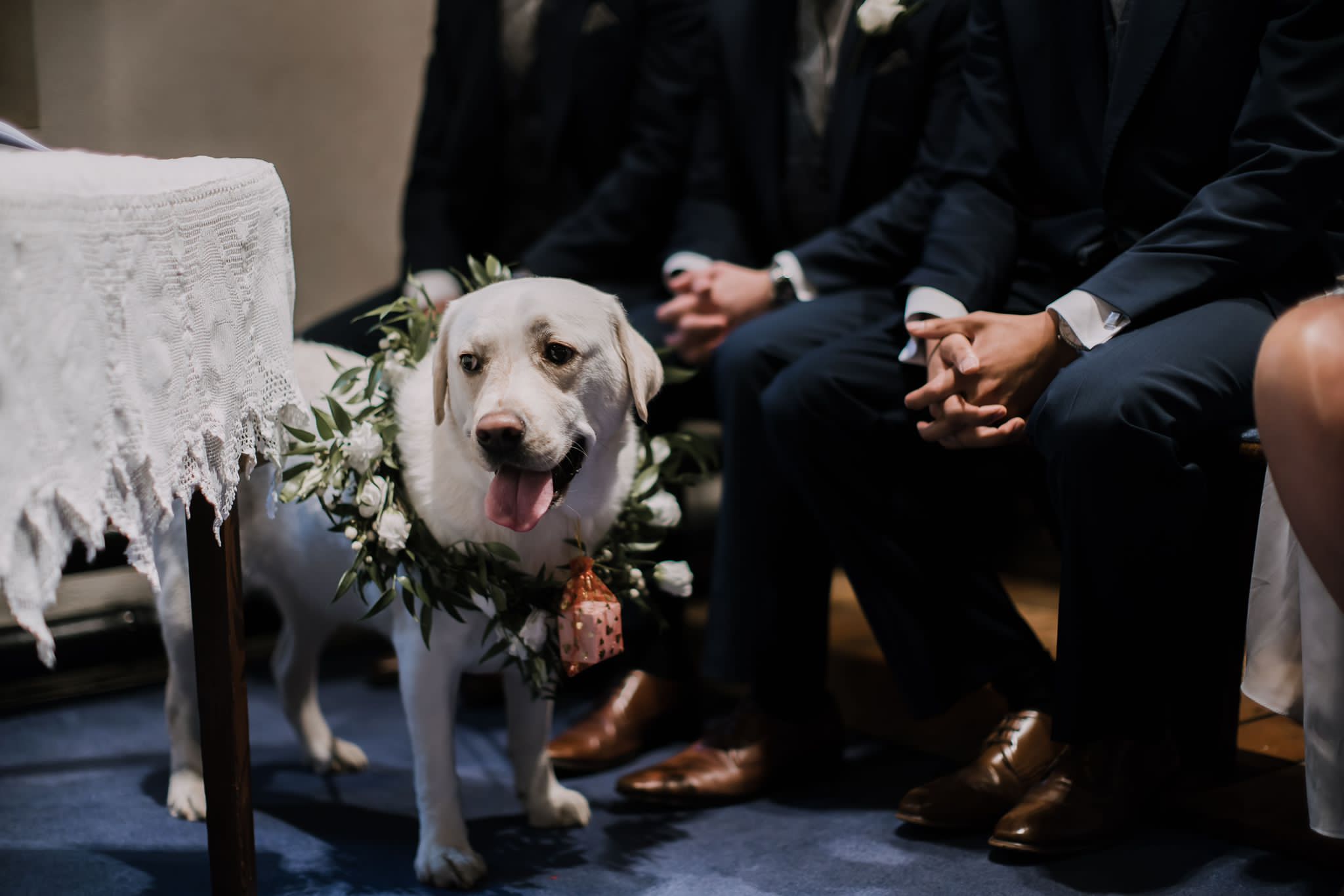 What are some considerations when choosing a bridal outfit for a dog?