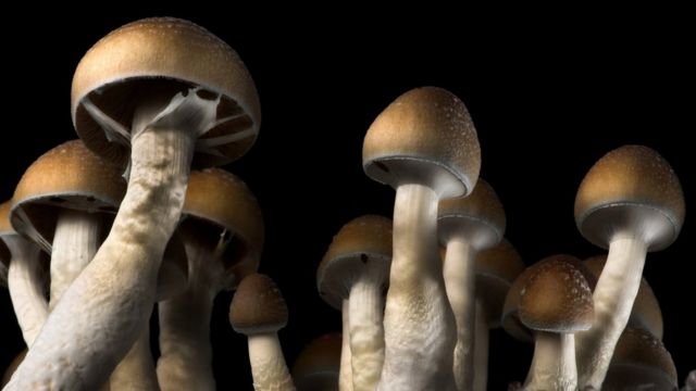 Which Cities Enjoy to Try to eat Mushrooms and Other Foods-Related Products?