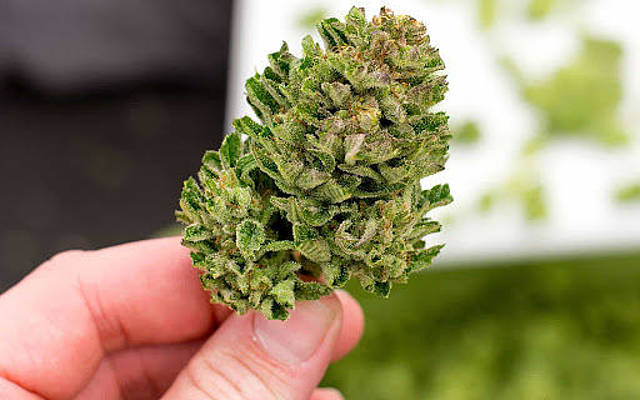Get Marijuana Delivery in the Very Best Deals in Brampton
