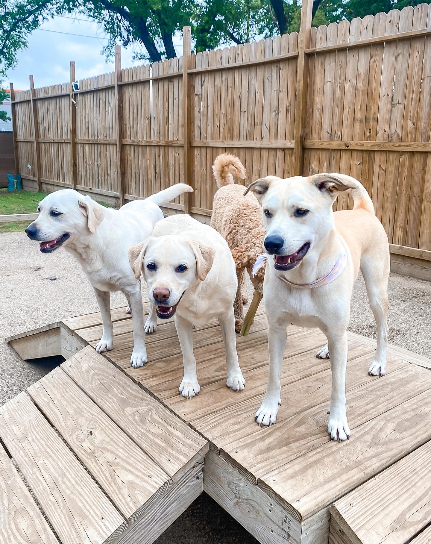 How a Professional Pet Resort Enhances Your Pet’s Wellbeing